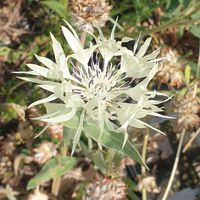 Centaurea cheiranthifolia